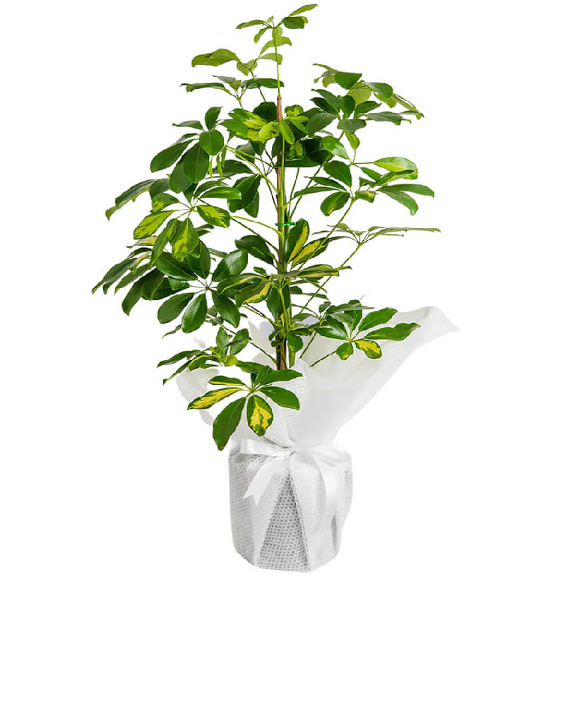 SCHEFFLERA (ŞEFLERA) BİTKİSİ